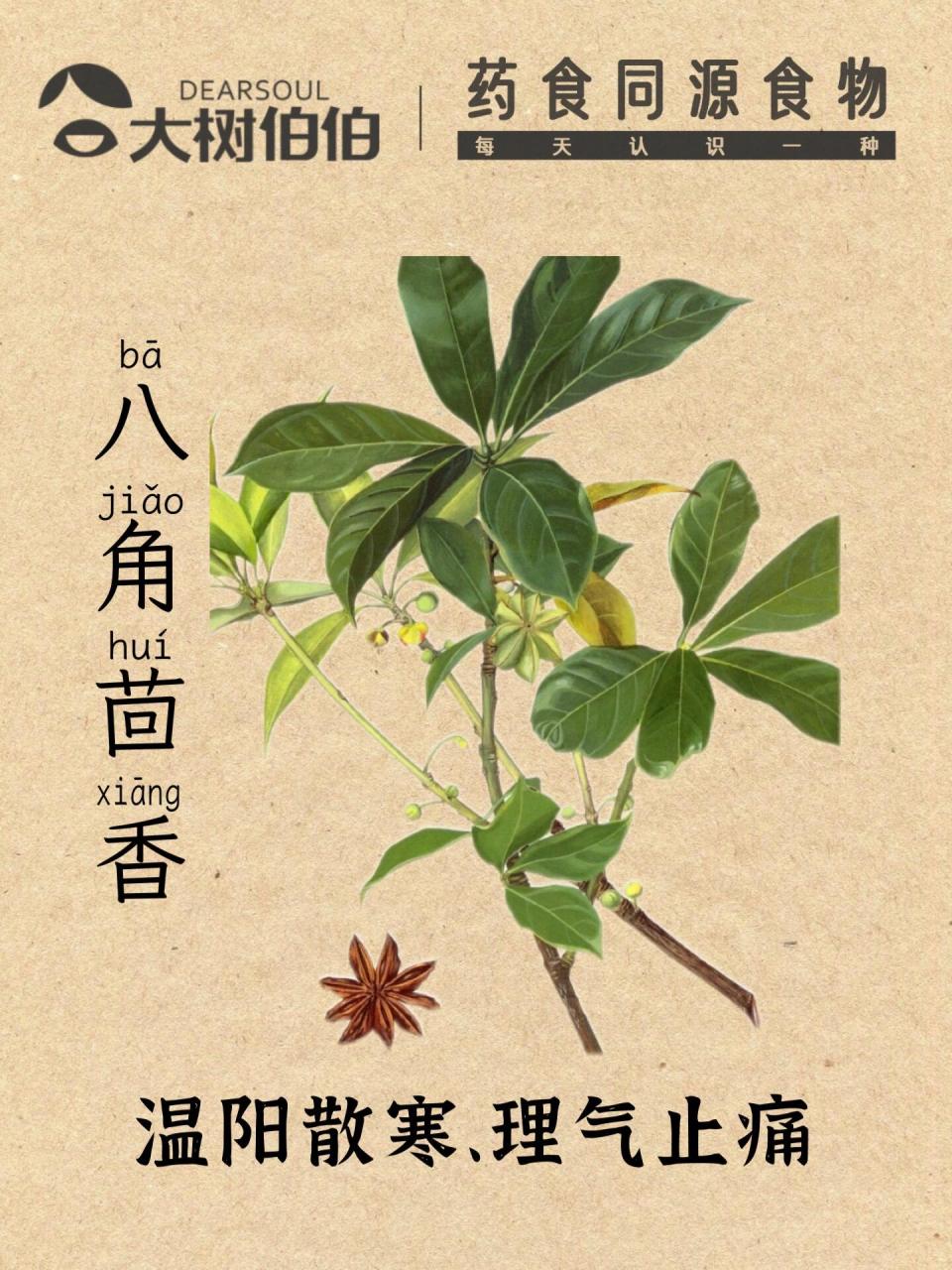 药食同源·一味一讲之:八角茴香 八角茴香,中药名.