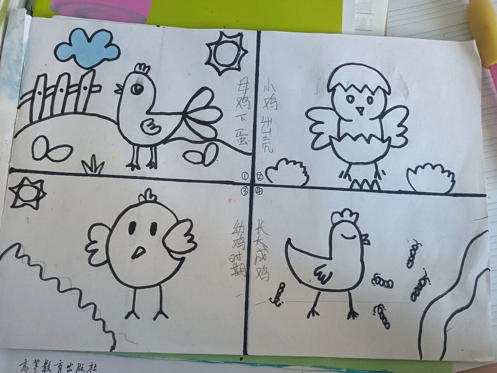 小鸡简笔画 鸡妈妈孵出来了小鸡蛋,让我们看看小鸡宝宝的成长日记是