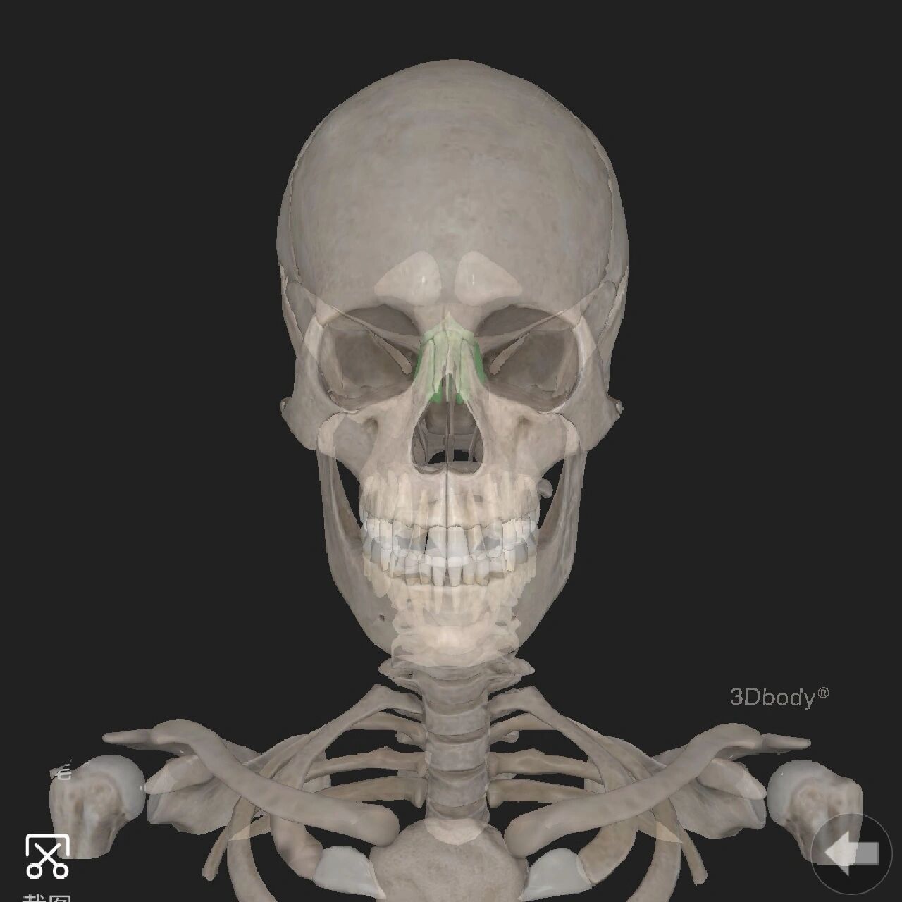 解剖"搬运工"—筛骨 筛骨:为最脆弱的含气骨.