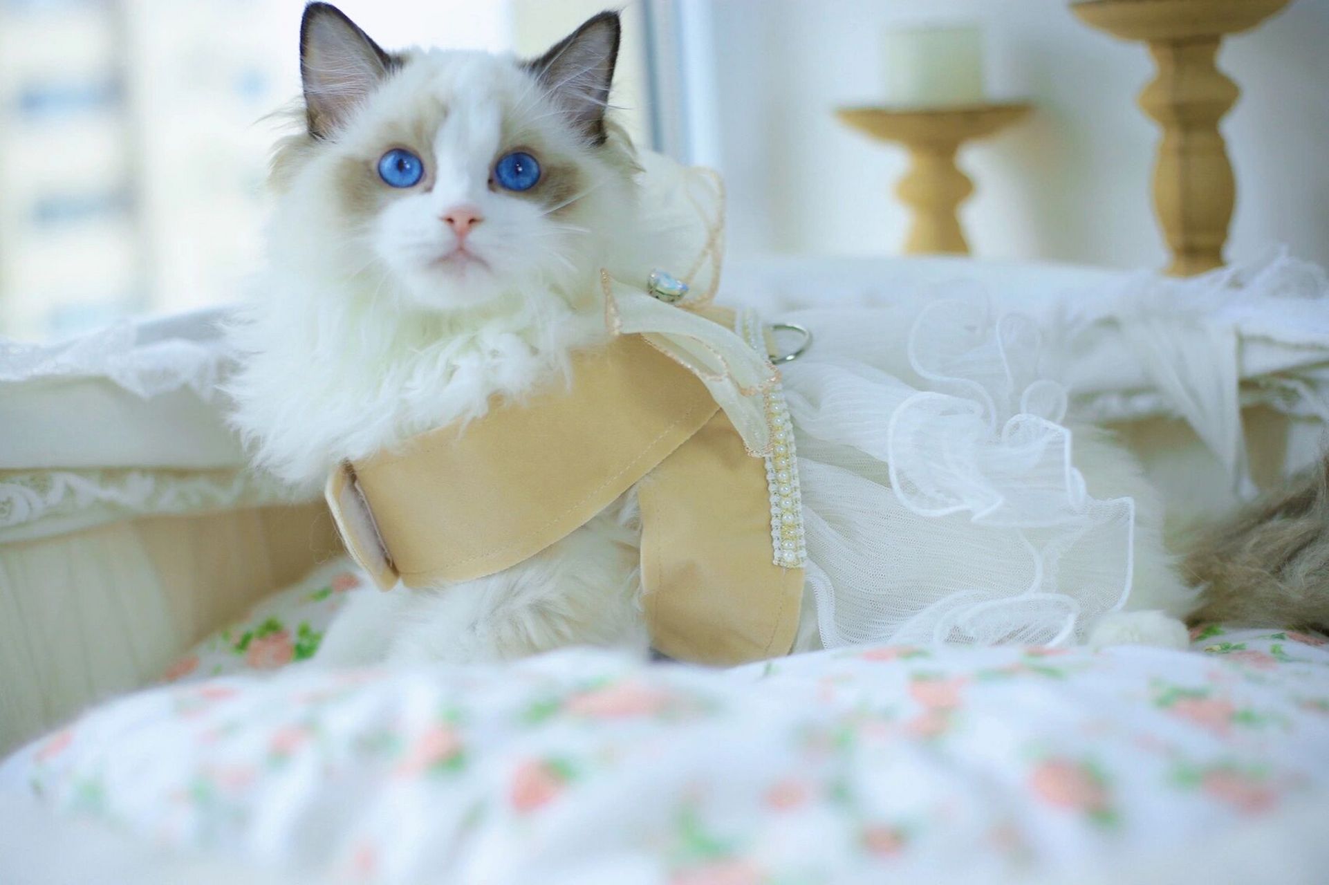 三年前拥有我的第一只赛级传统系布偶猫,然后一发不可收拾的爱上了