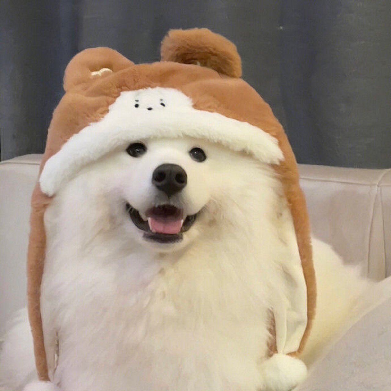 可爱的猫狗头像来啦!