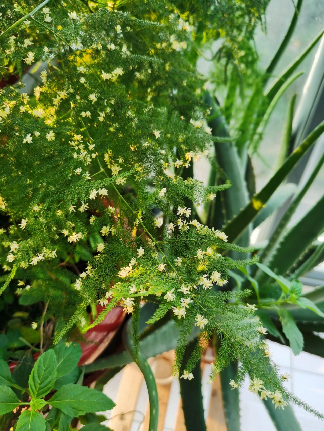 文竹开花结果预示"好事将近"