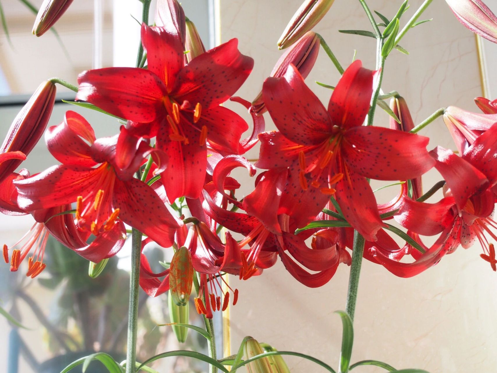 虎皮百合——红色天鹅绒 一个球有9-10个花骨朵 比普通的百合花量大