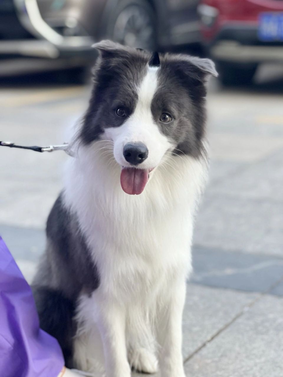 我家的蓝白小边牧﹐你家边牧是什么shai呀? 刚刚满三岁啦!