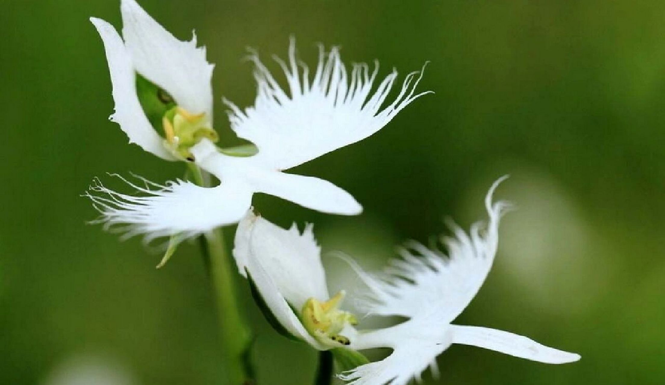 奇特的植物们(004)白鹭兰 96别名:白鹭兰 96中文名:狭叶白蝶兰