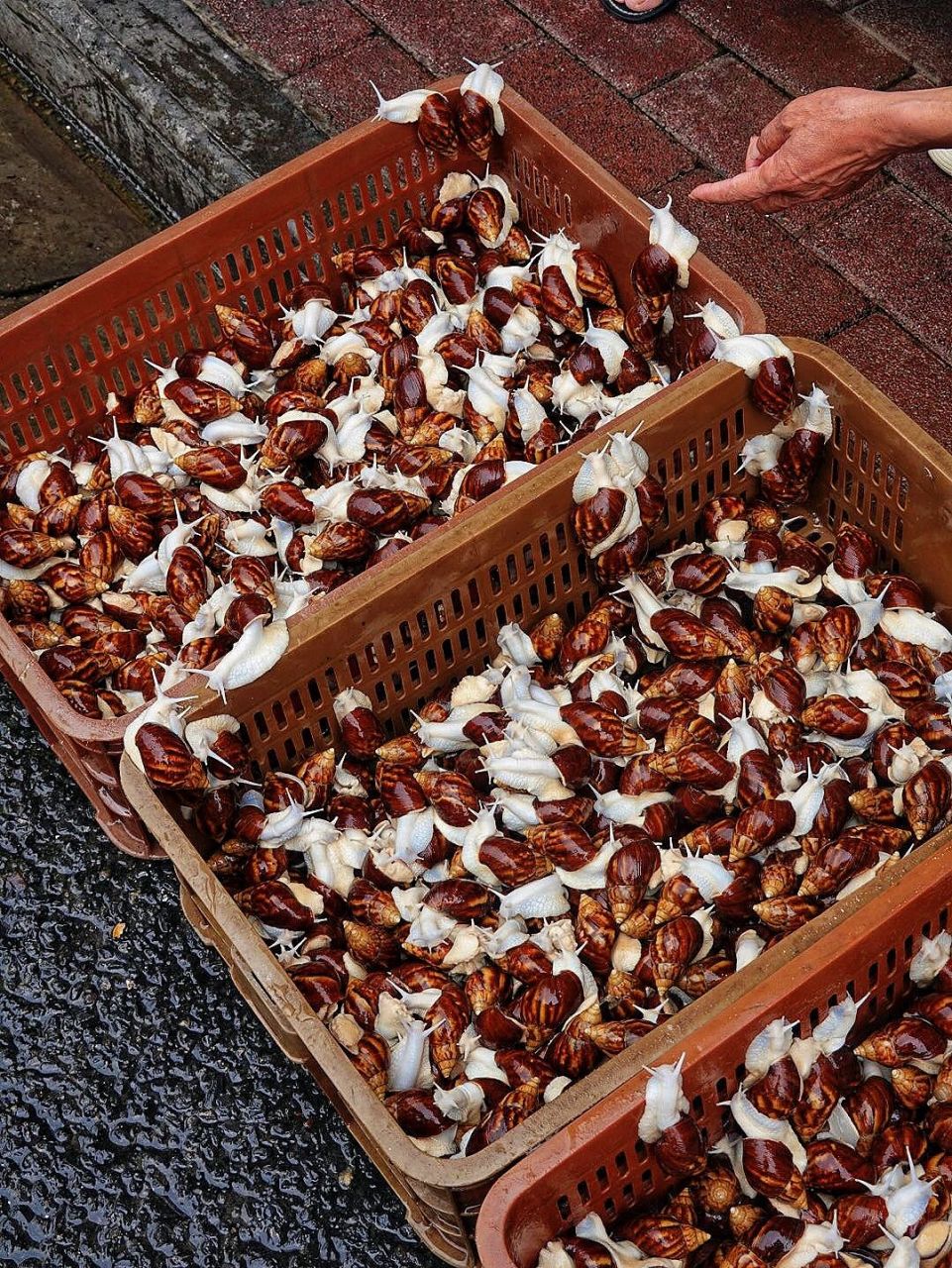 来不及解释6015来武汉必吃私房菜96油焖蜗牛真香 - 武汉十四年