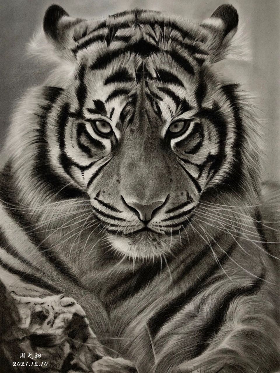 【素描动物】画一只老虎喜迎虎年的到来91 所用材料:康颂素描纸