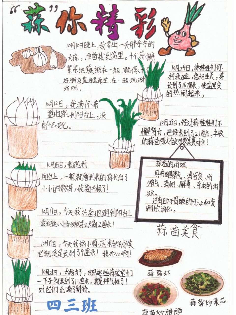 大蒜植物成长记录表格图片
