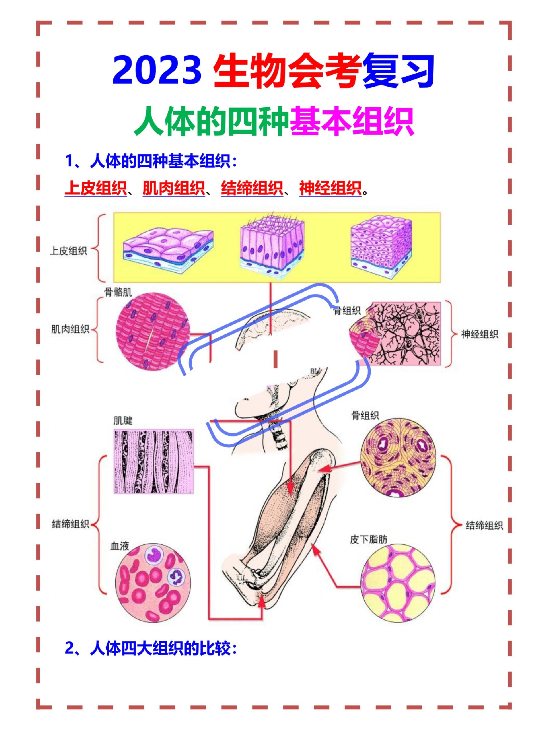 什么是组织的构成基础