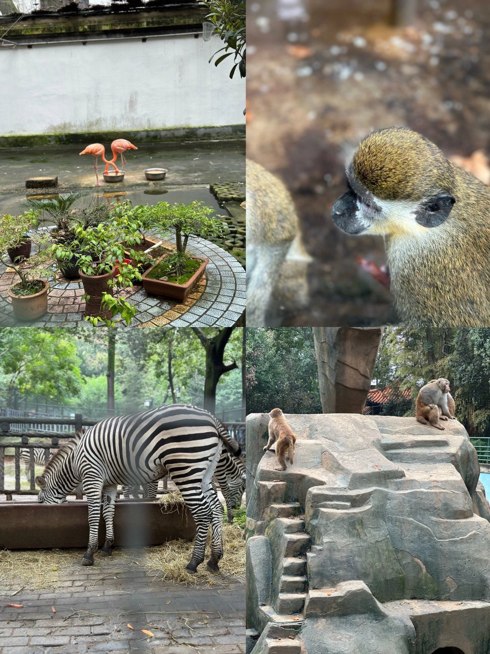 带娃出行|芜湖赭山公园动物园|附详细攻略 上周末带瓜瓜去芜湖赭山