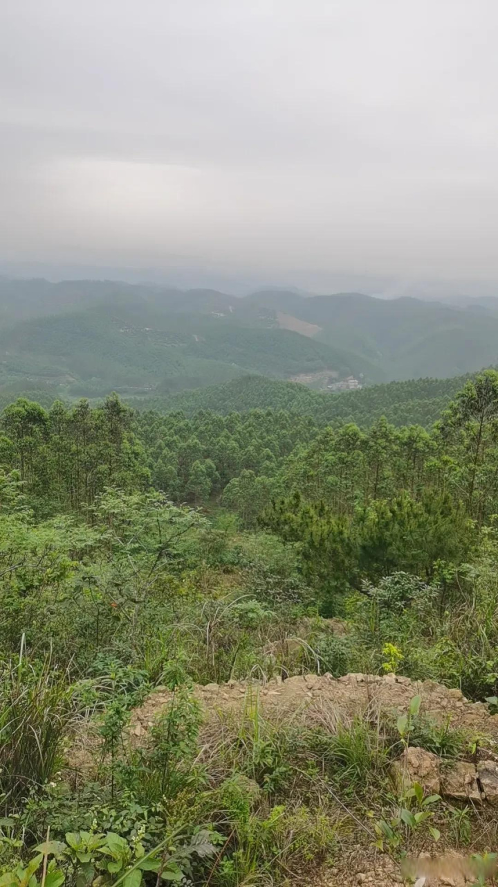 这就是广西的拜山! 老祖宗的墓,草长得成人都还高?
