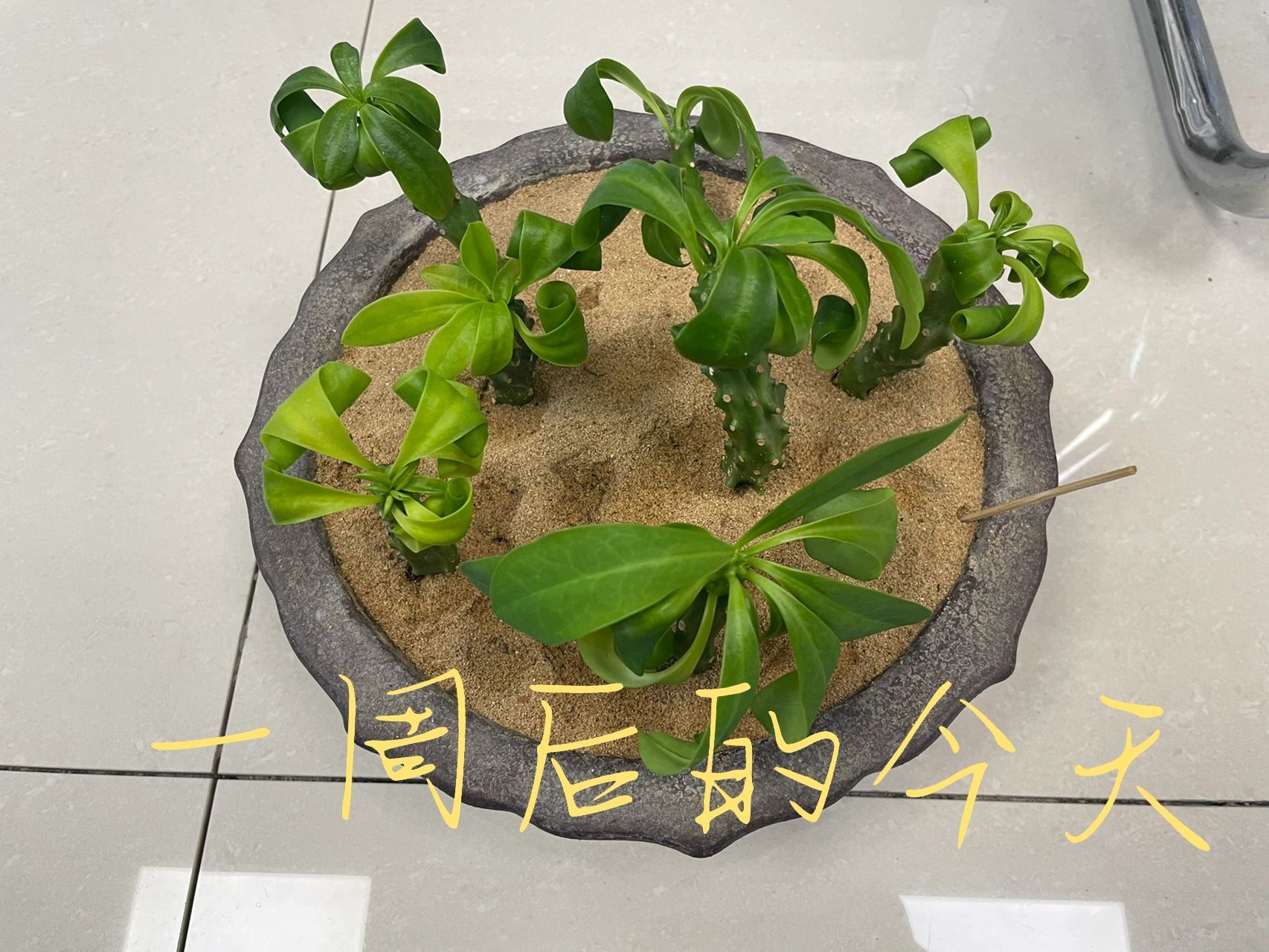 扦插麒麟掌一盆
