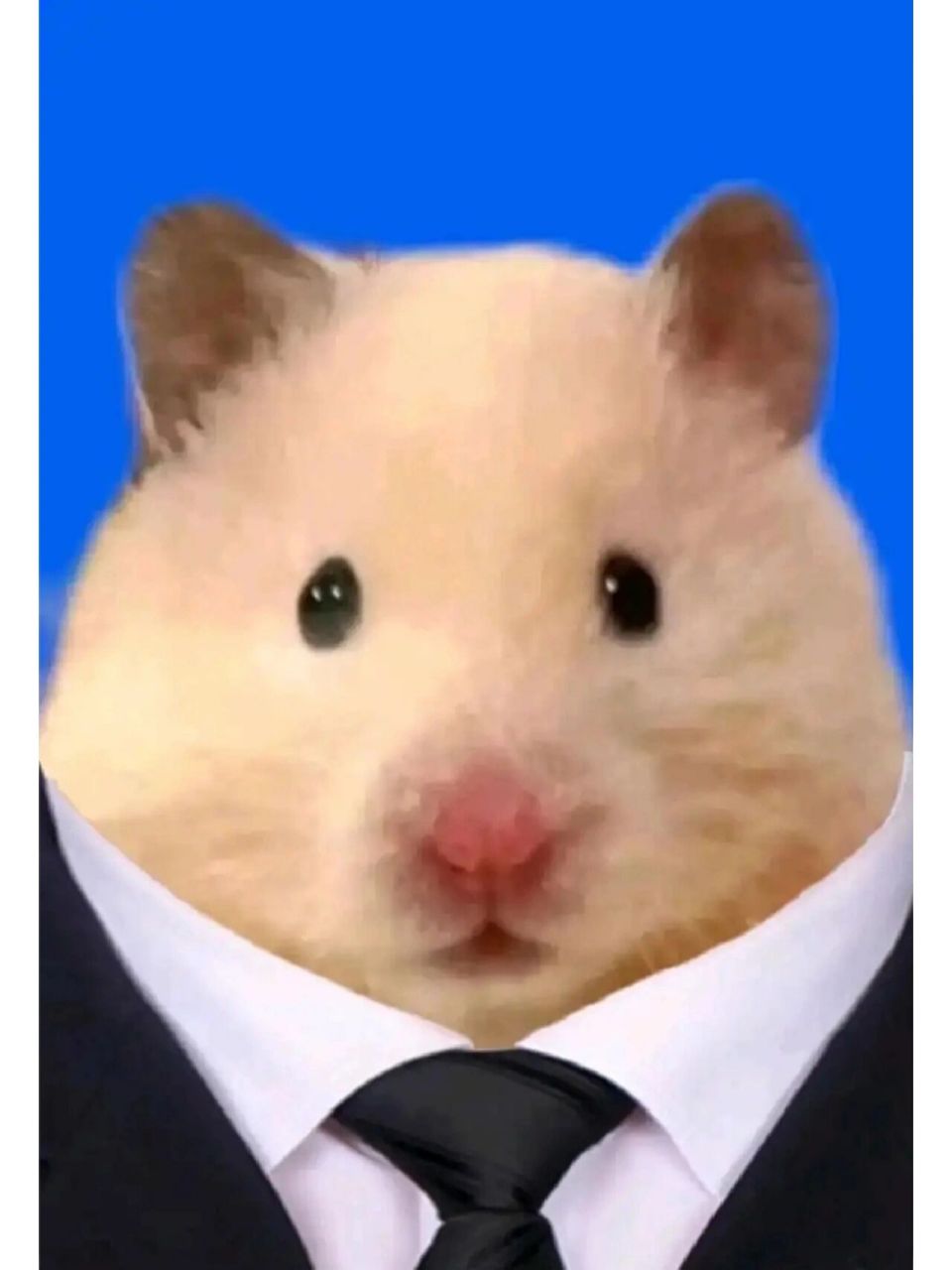 别不开心了,鼠鼠证件照给你看