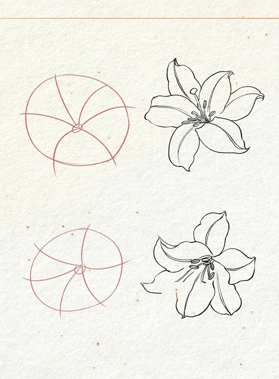 百合花花苞画法图片