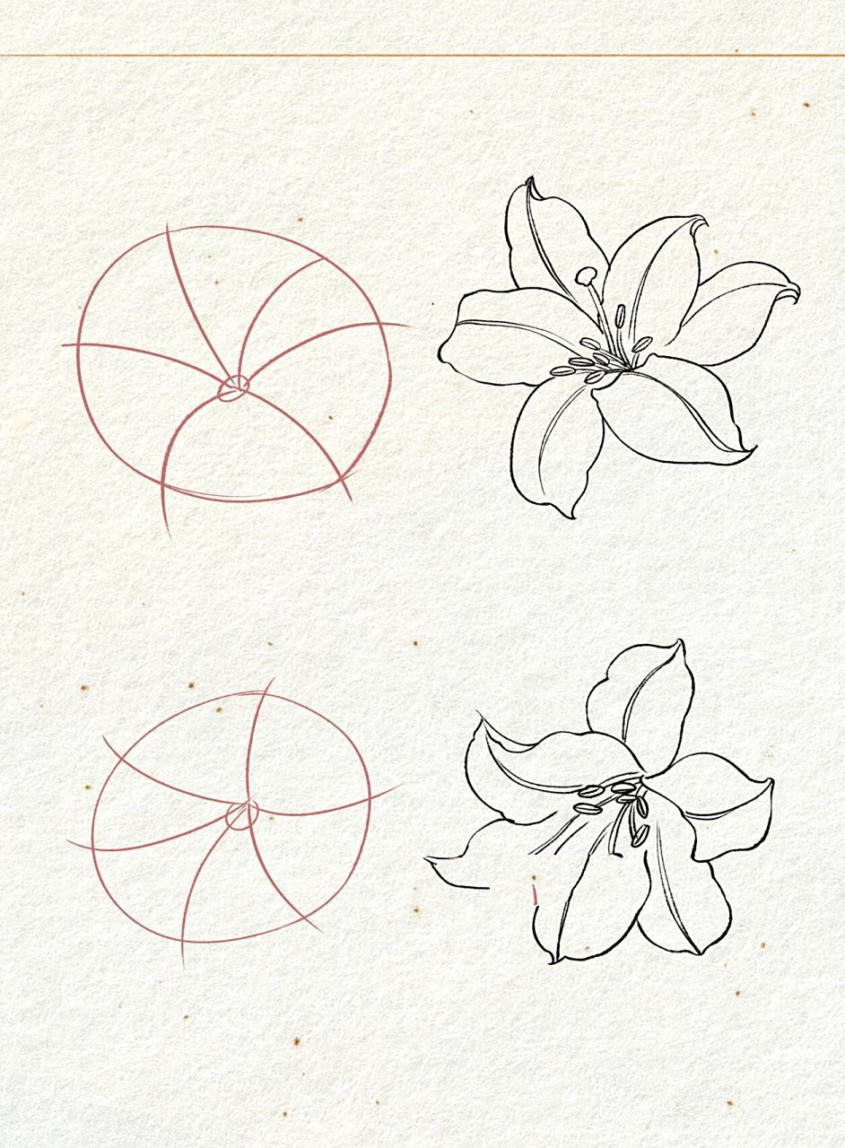 百合花的画法 | 多角度线稿 | 绘画教程 百合花外表高雅纯洁,素有云裳