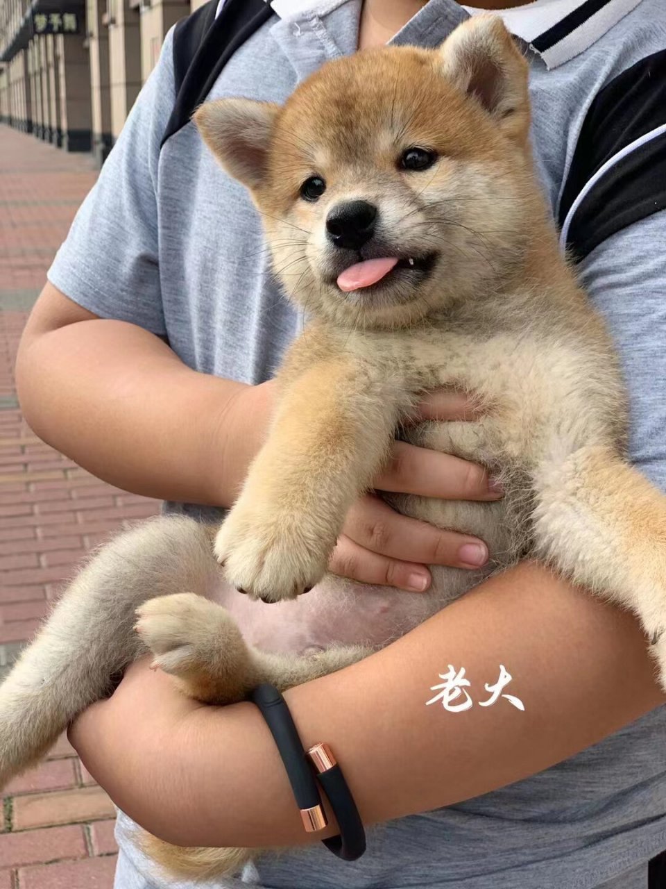 相信很多家长在选择小柴的时候会纠结,为什么有些柴犬的脸比较圆短