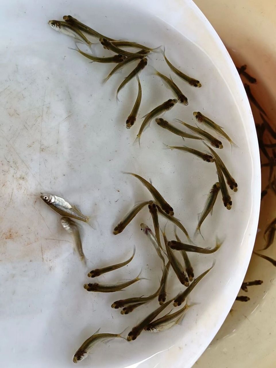 罗非鱼苗,红罗非鱼苗,鲫鱼苗……     本鱼苗场有罗非鱼苗,红罗非鱼苗