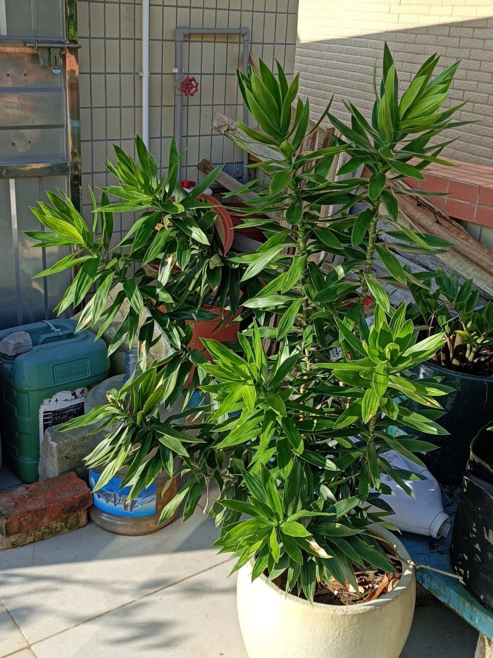 以下百度资料 百合竹,为龙舌兰科龙血树属的常绿灌木,宿根性,叶片碧绿