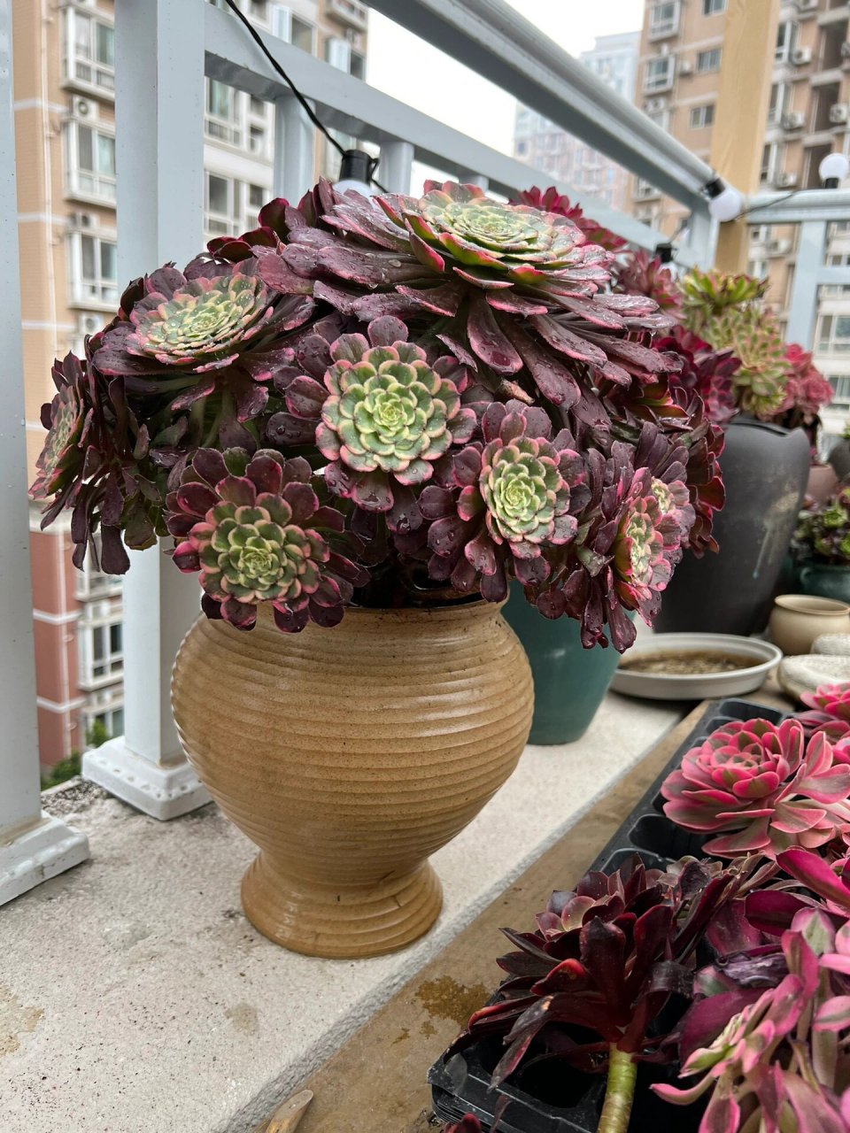 这颗黑金刚法师真的挺壮观!