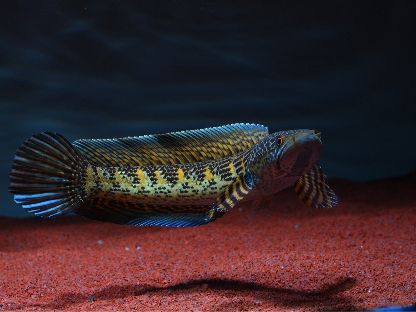 每日一更,眼镜蛇雷龙 黄金眼镜蛇雷龙学名:橙斑鳢,鳢科.