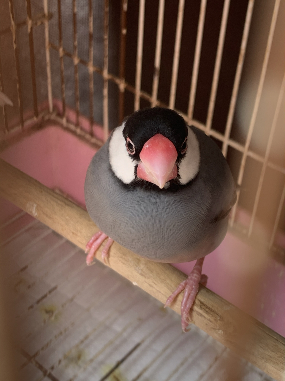 灰鸟很安静,基本不叫,白鸟爱叫,但都是很短的啾啾啾的叫,各位大神帮