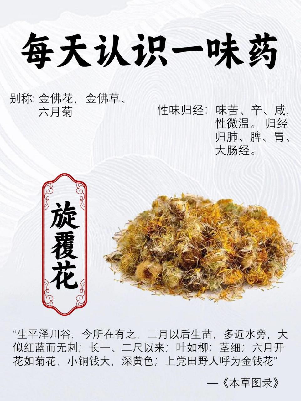 第二十四期 · 每天认识一味中草药  旋覆花 🌱旋覆花是一味化痰止