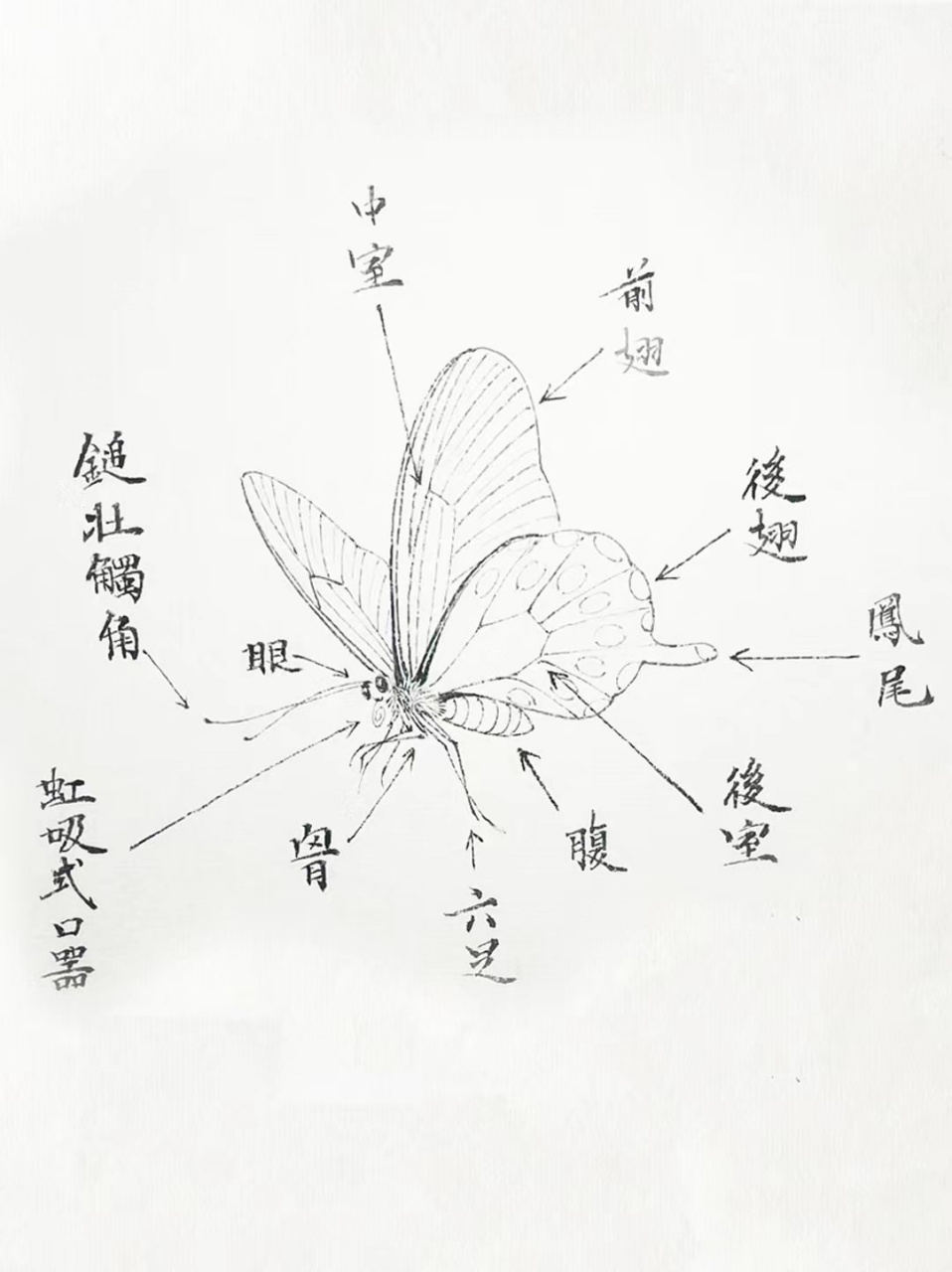 蝴蝶结构图解图片