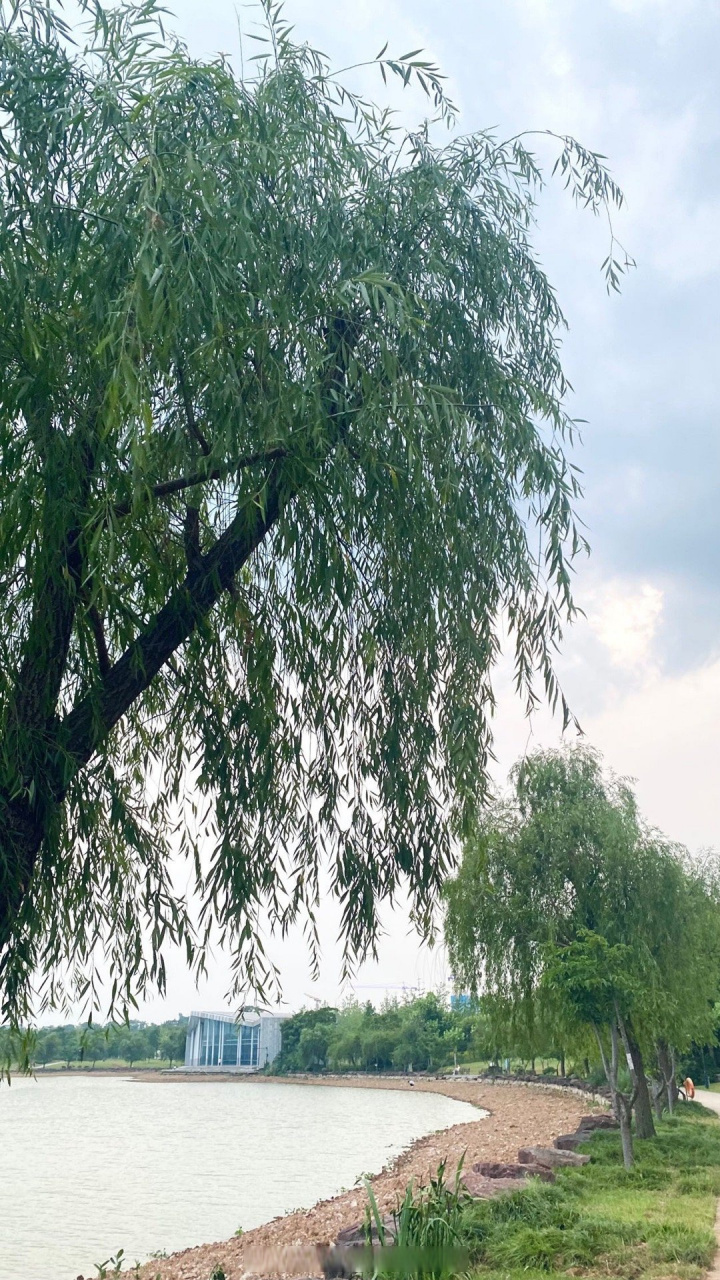 金华职业技术学院##校园随手拍# 树的青葱,在蓝天下摇曳,在风中舒展.