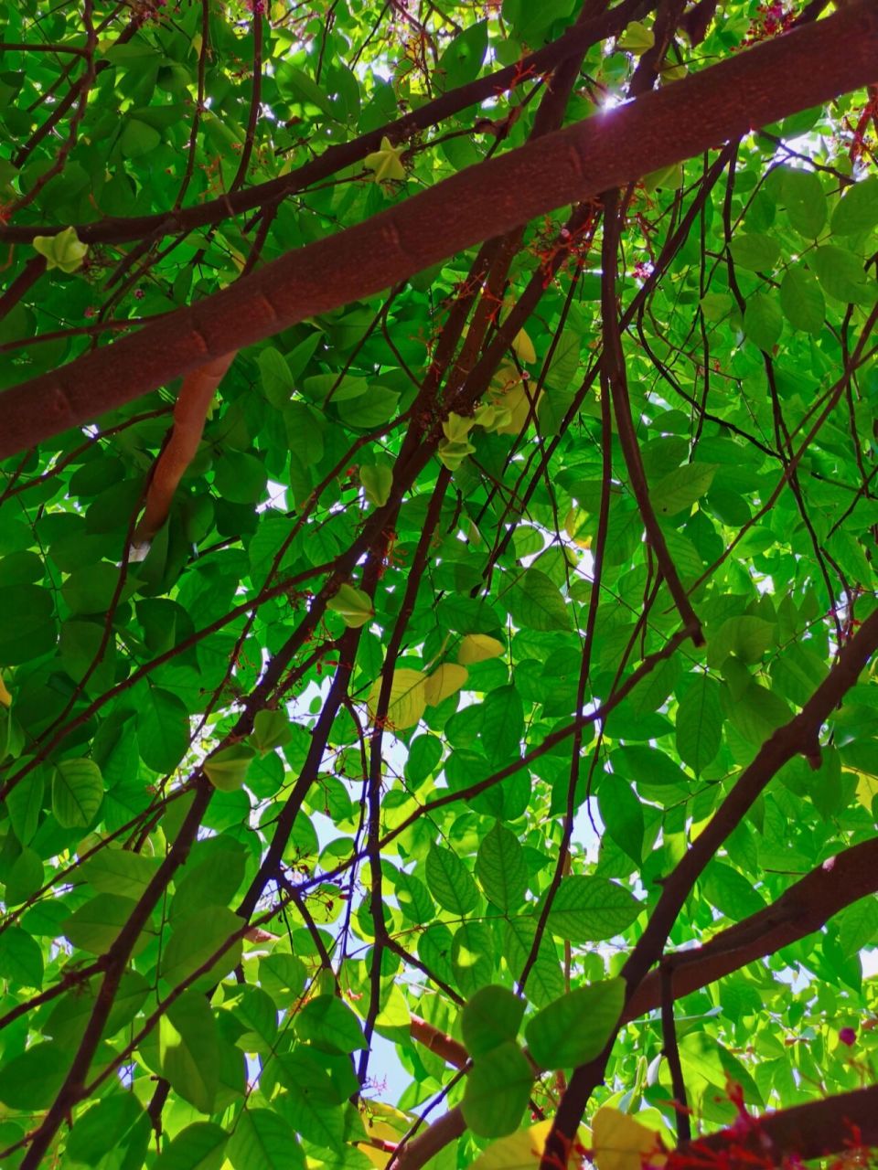 杨桃树(star fruit) 杨桃树(学名:averrhoa carambola)又称洋桃