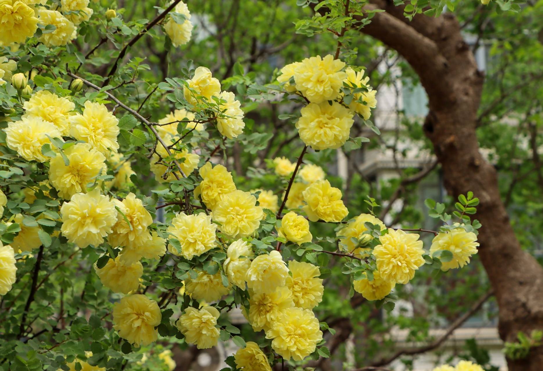 【济南重瓣黄刺玫盛开】#山东百花图鉴# 黄刺玫,蔷薇科蔷薇属的直立