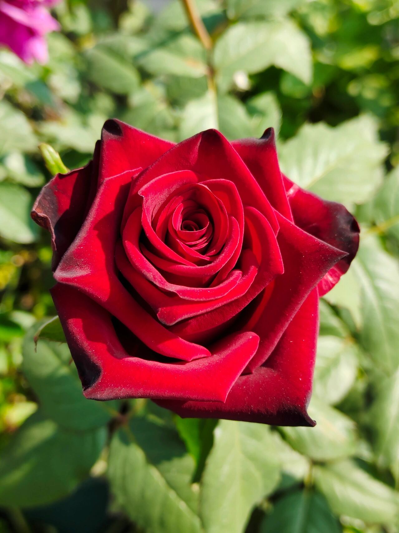 切花月季 角斗士 黑红色大切花品种,花朵非常有质感,手机拍不出实际