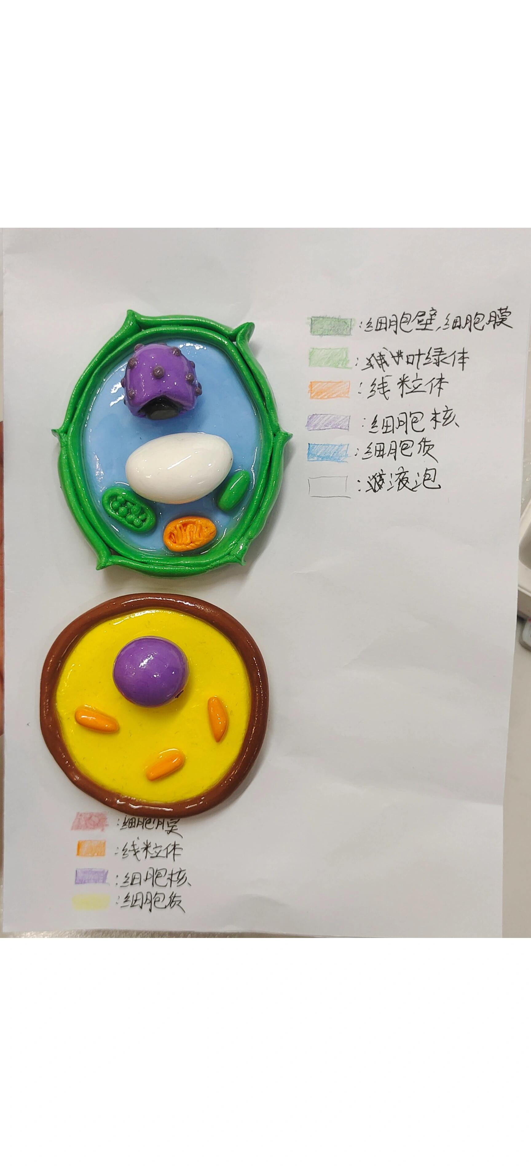 七上植物细胞和动物细胞模型