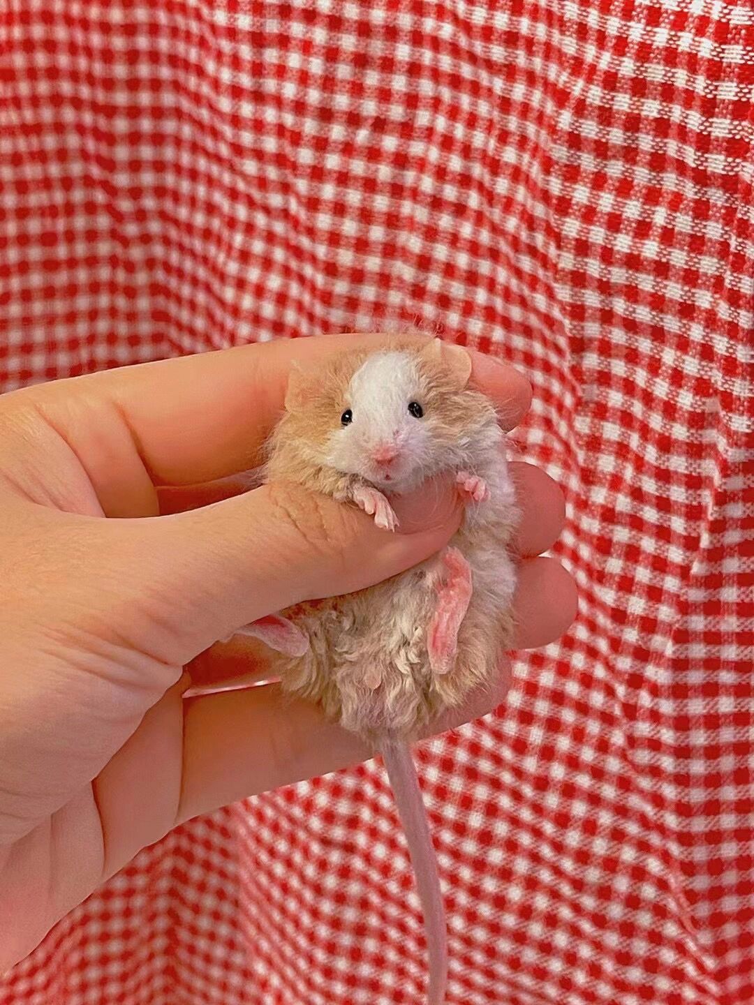 国内也要拥有卷毛缎子鼠啦 95首先很感谢繁育人(afrma注册鼠舍)