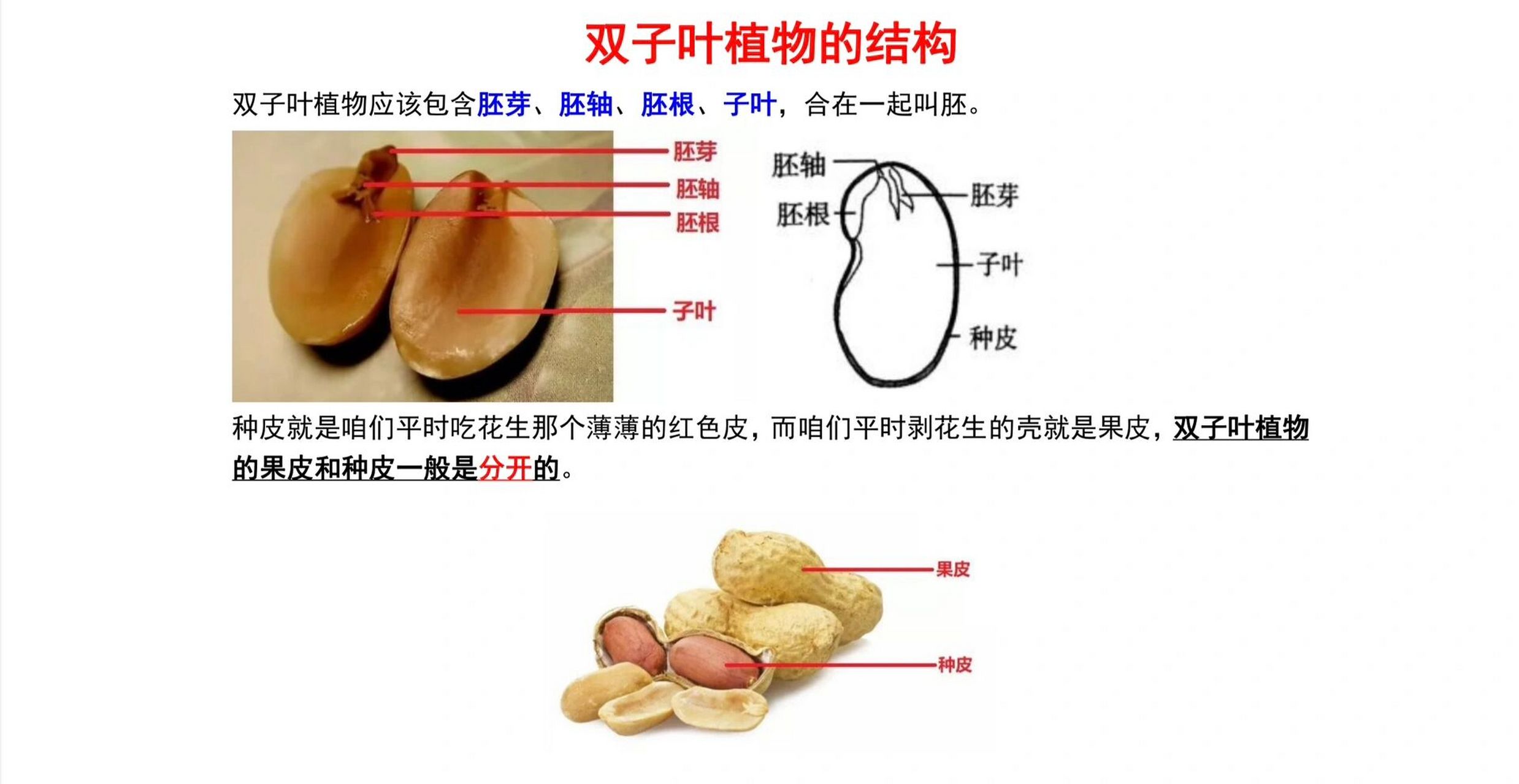 被子植物种子的结构图片