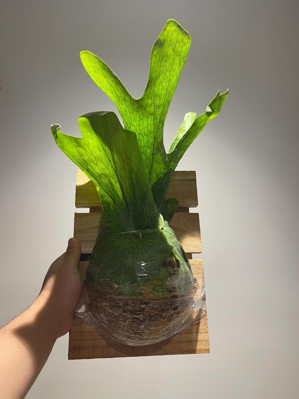 說說platycerium wandae女王鹿角蕨 女王鹿角蕨platycerium wandae,是