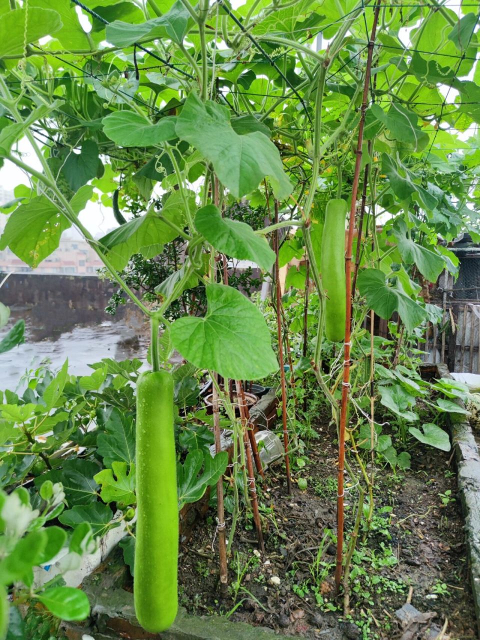 长蒲瓜:前期长势凶猛,结瓜早,膨大速度快,后期稍微弱了点,结瓜的持续