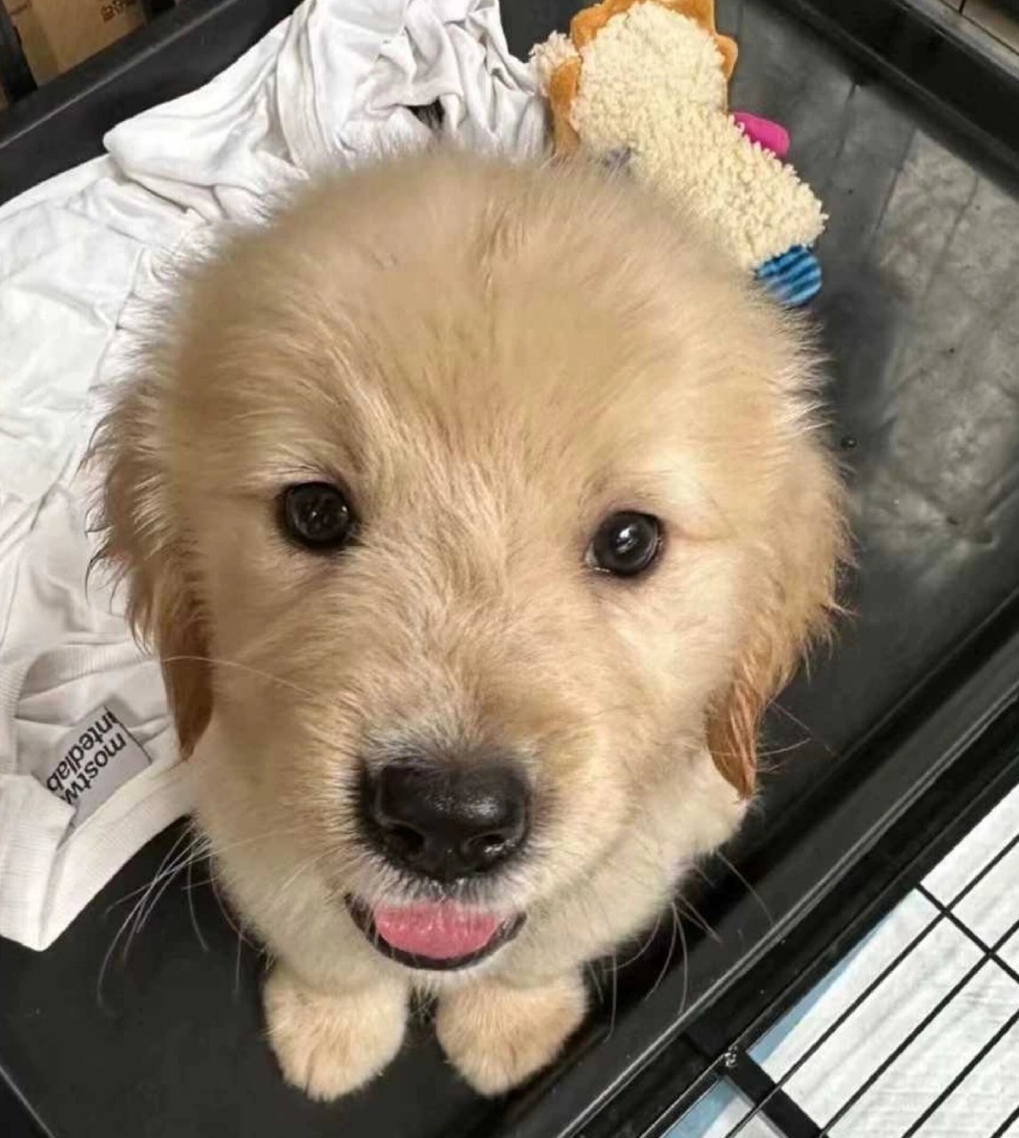 金毛幼犬800一只(杭州)找新家 金毛幼犬 纯种金毛犬 金毛狗 双血统