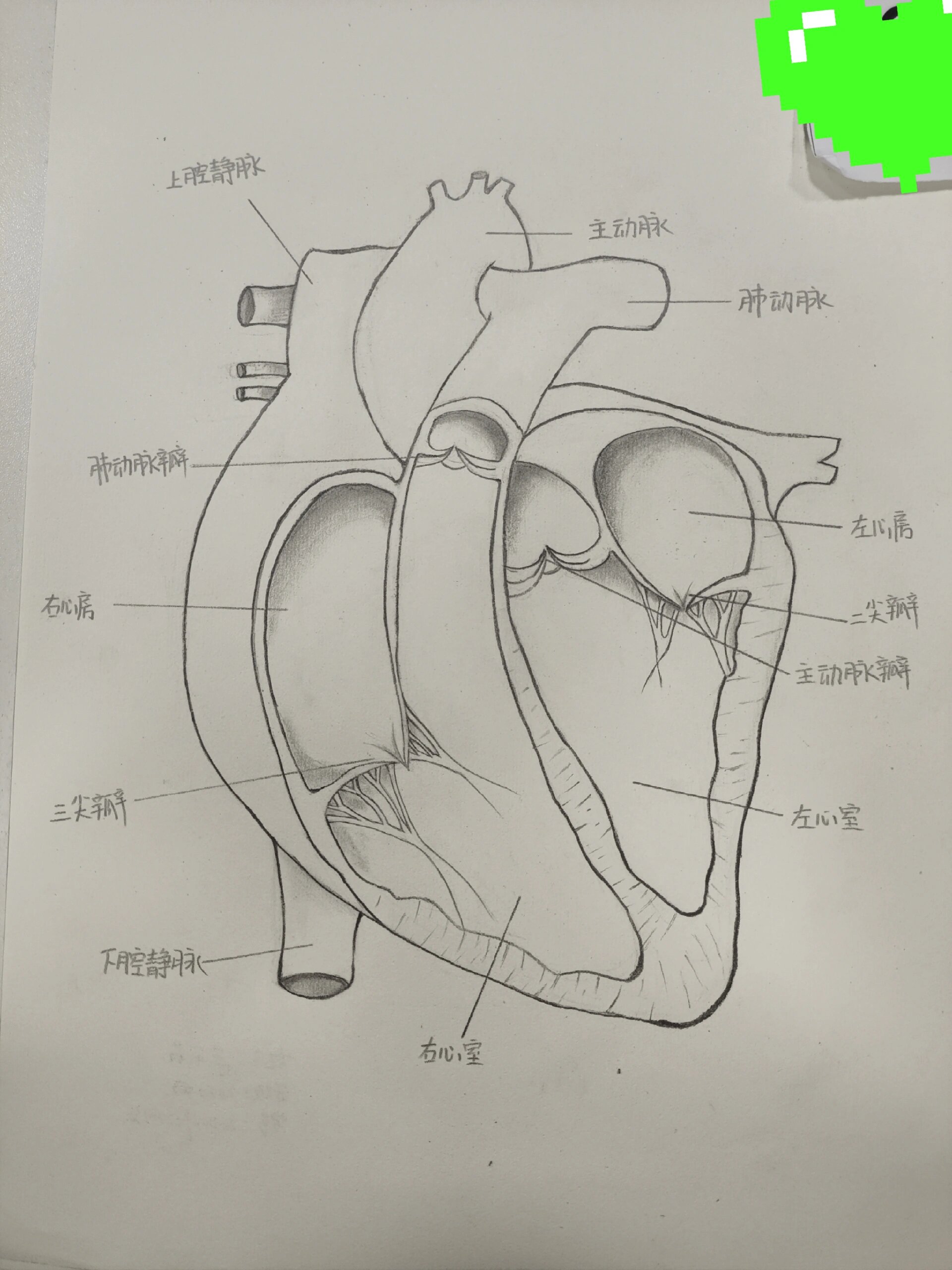 心脏结构图手绘图图片