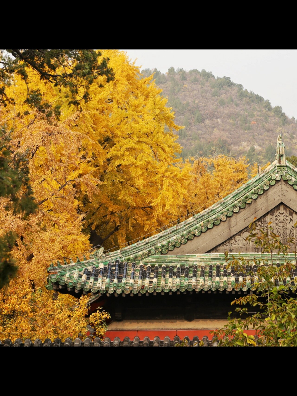 大觉寺银杏最佳观赏期图片