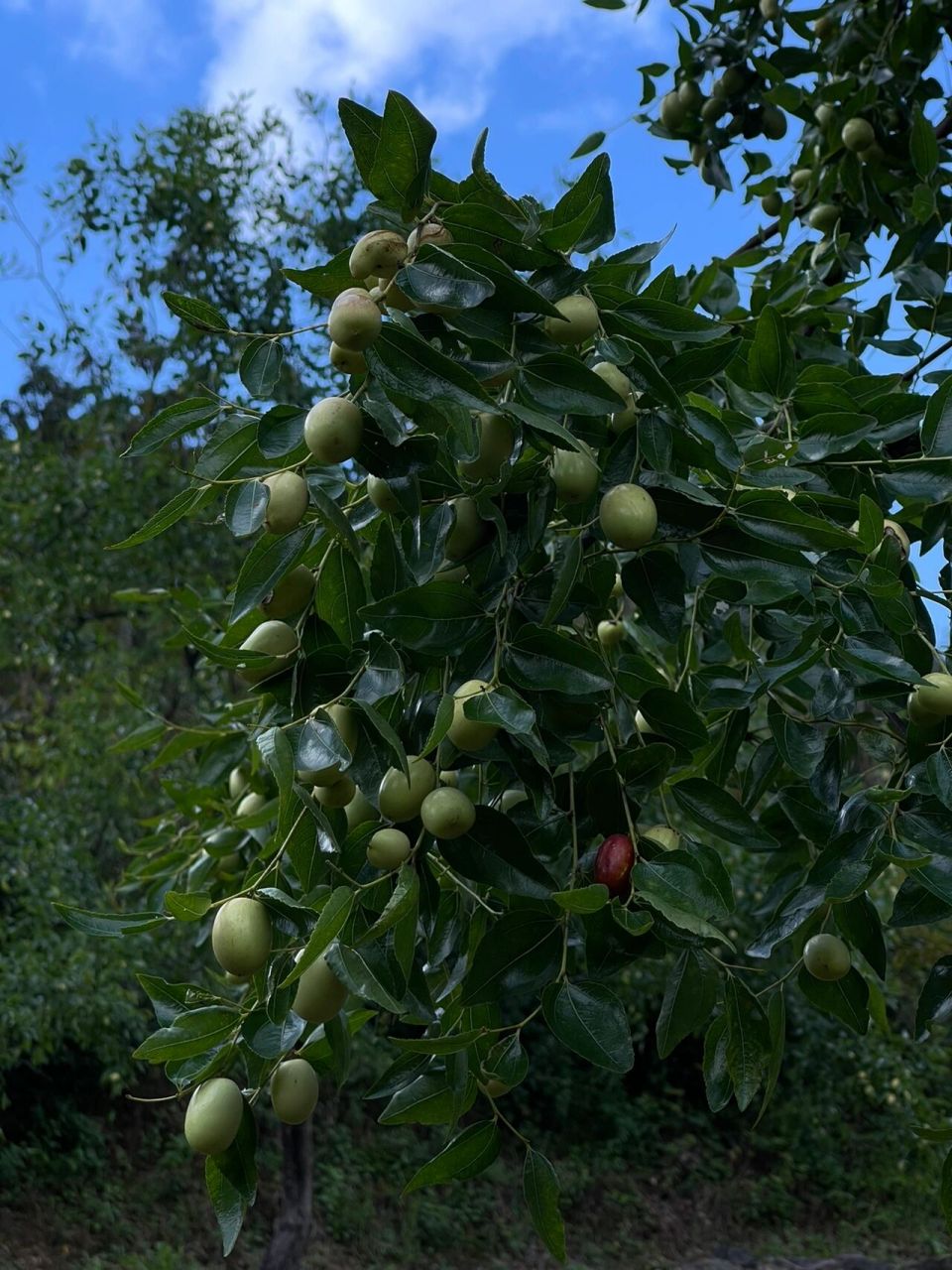 知道蜜枣是怎么制作的吗?