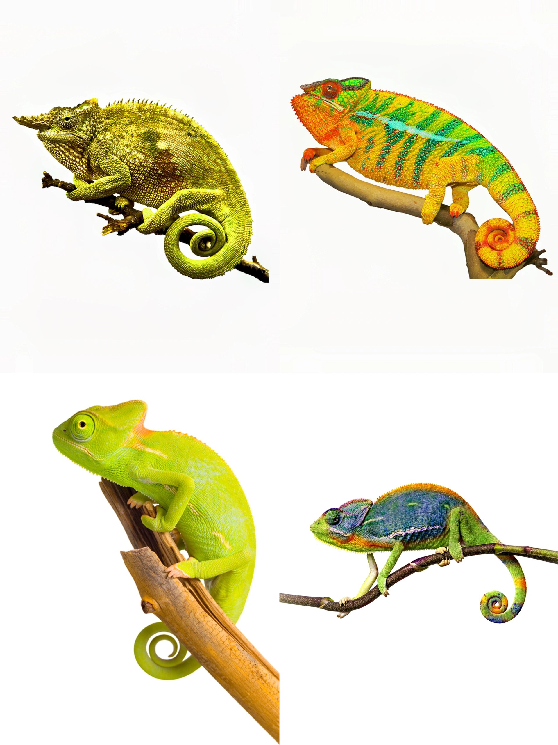 绘画素材1000更变色龙组图