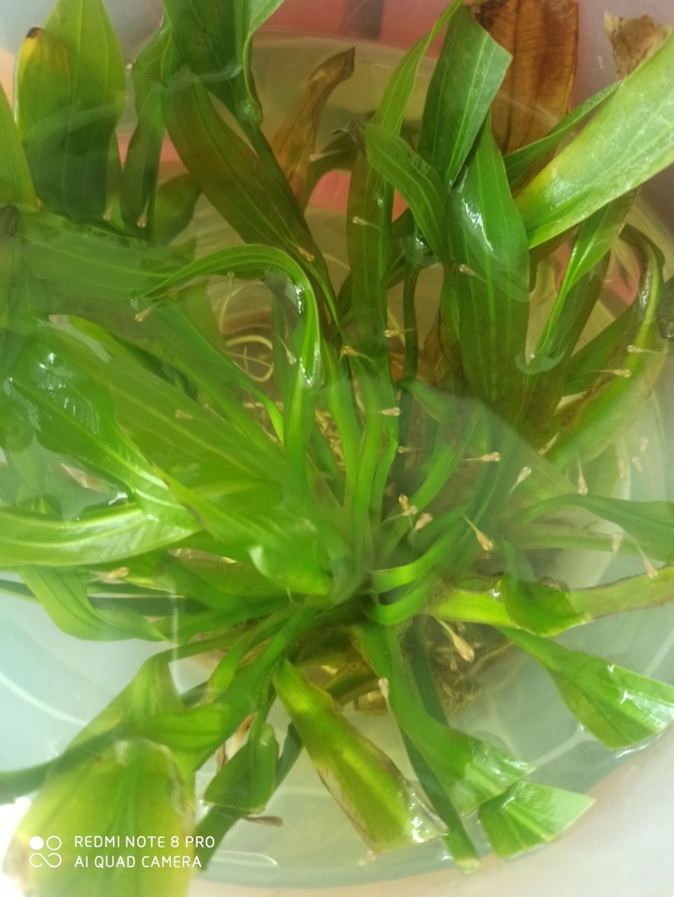 绿九冠也会开花94真是太神奇了 鱼缸水草绿九冠是巨无霸.