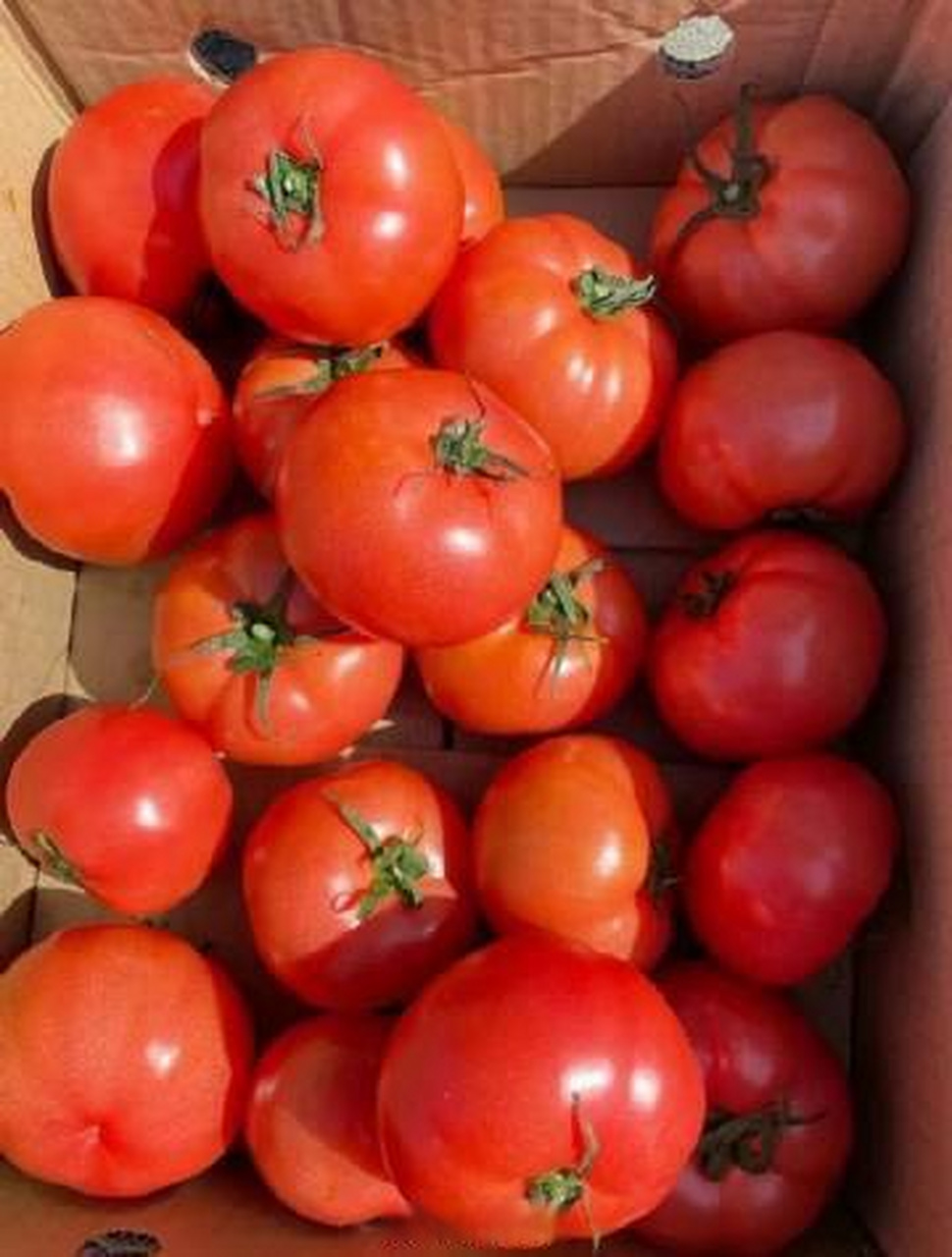 9】哪咤豆豆 沙瓤西红柿5斤   沙瓤好甜啊  直接吃就很赞 我晚上吃