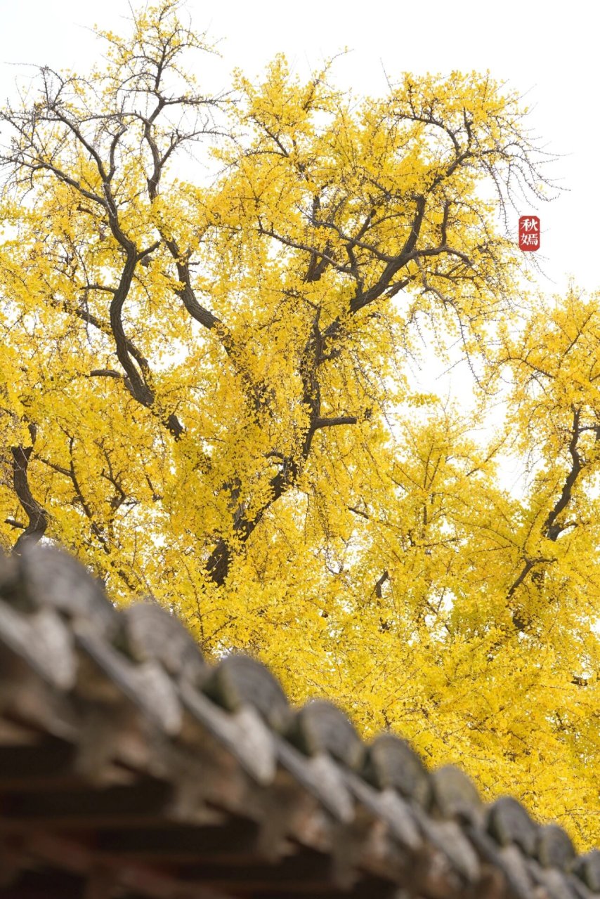 打卡苏州相城区太平老街|千年银杏满树金黄 99亮点特色: 在苏州相城