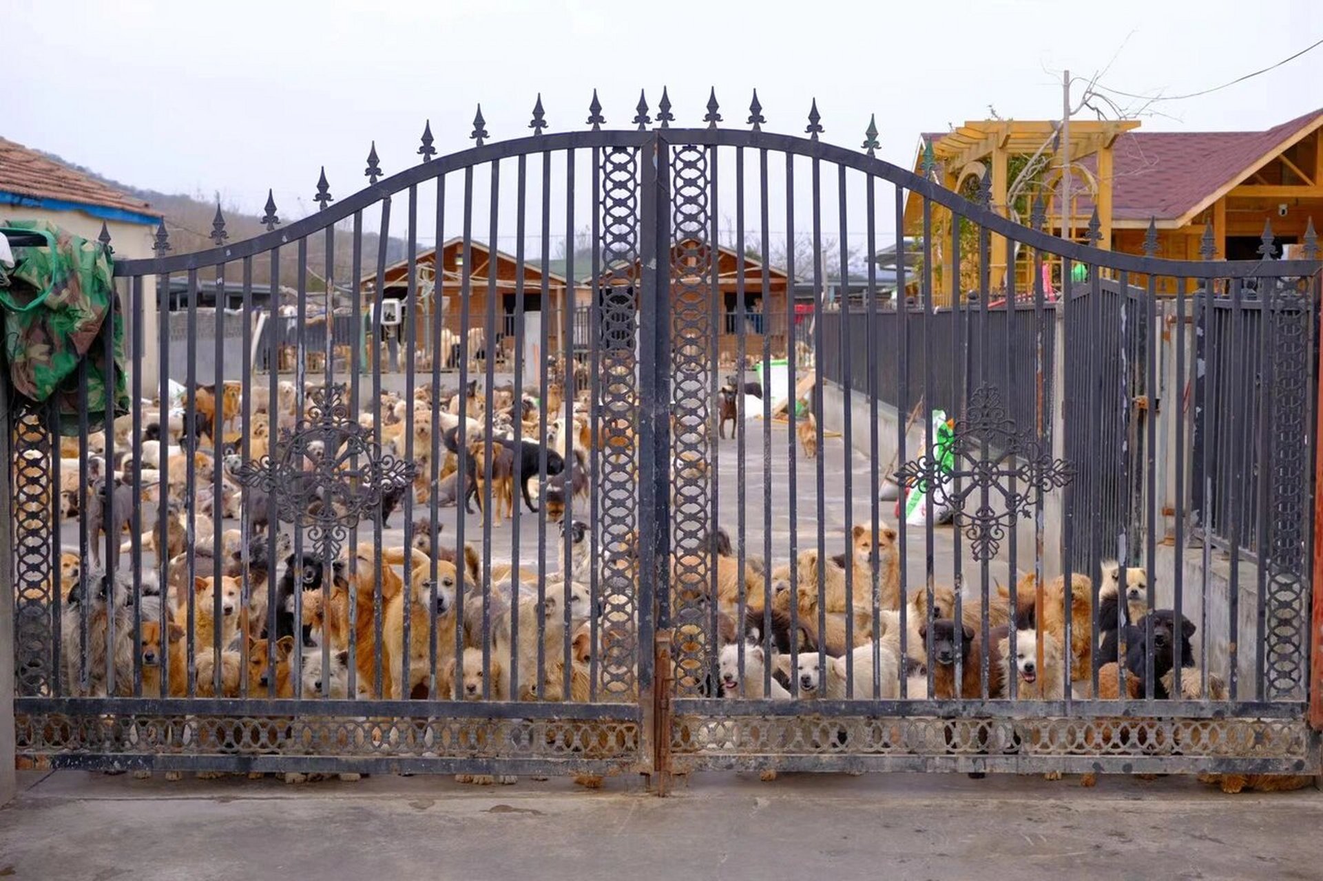 看到它们的时候还是很震撼 走访了宁波的一些流浪狗救助站 依次去了