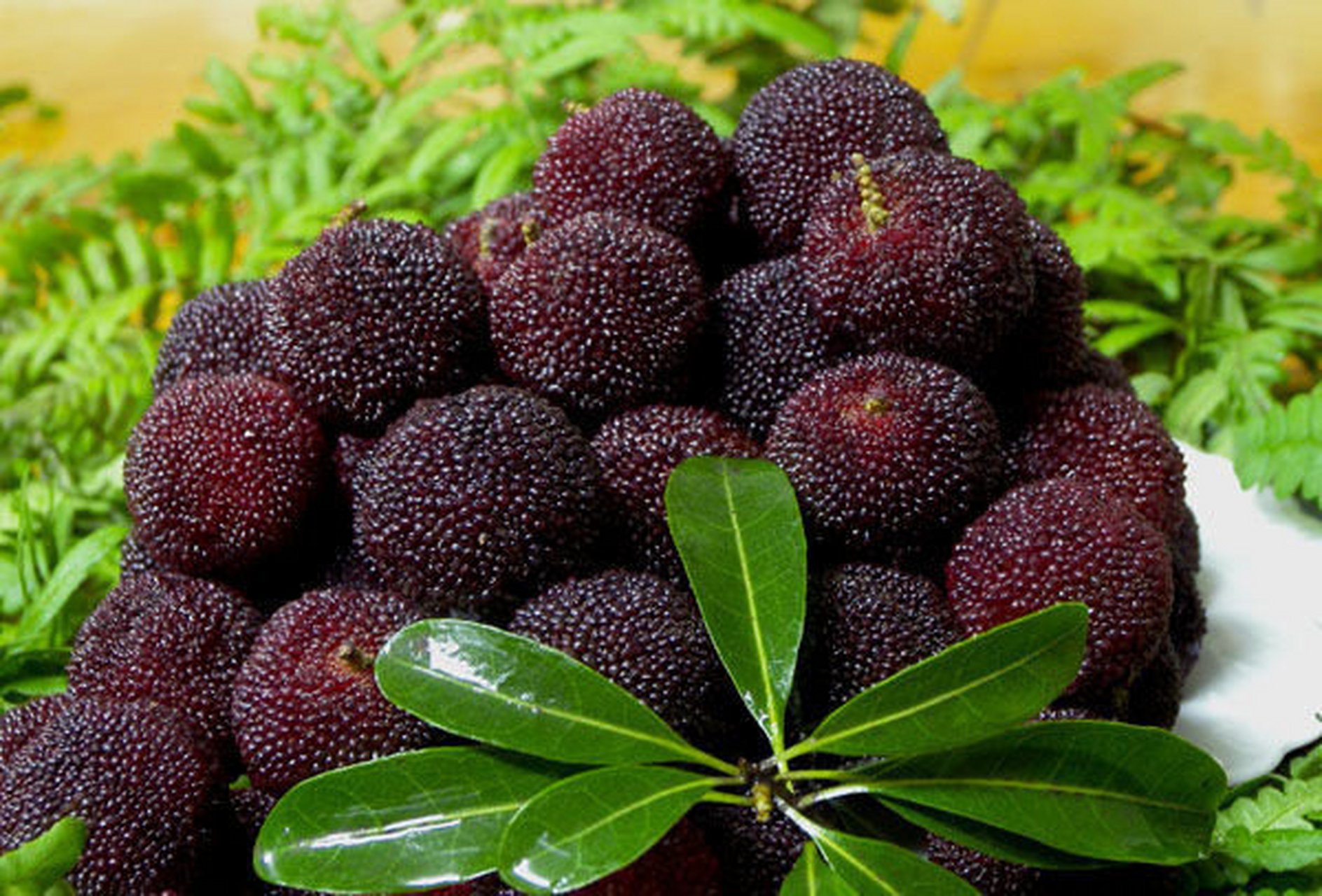 最期待的事,就是宁波杨梅上市[馋嘴]本地杨梅还有一个月左右上市[色]