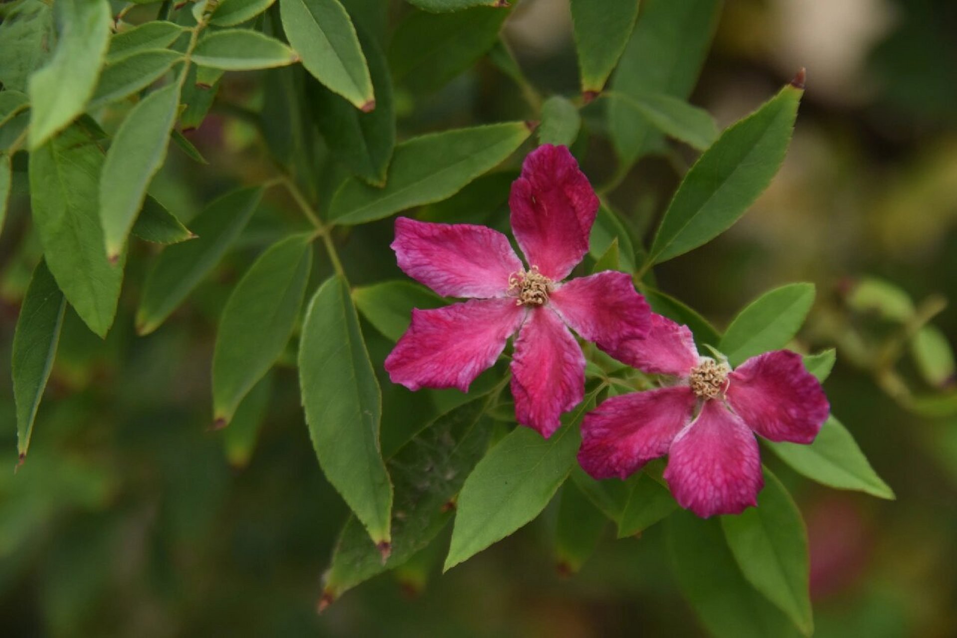中国古老月季——月月粉 真正能做到四季开花的月季,香味清甜,夏花会
