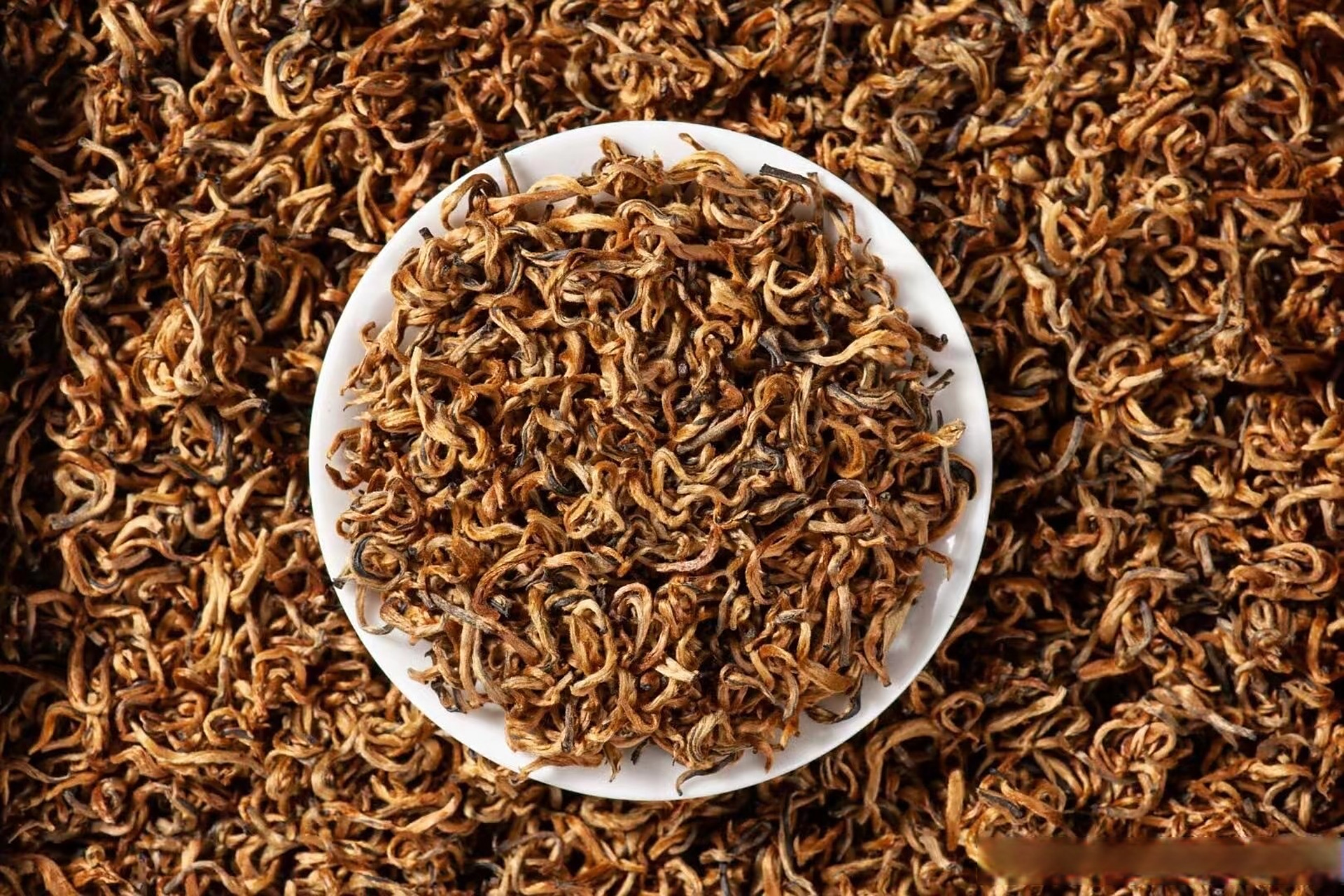 爆款滇红——2023年【蜜香金芽】 条索紧结,金豪满披 汤色橙黄透亮,叶