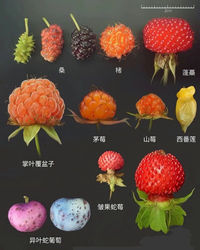 野树莓,蓬蘽,蛇莓,覆盆子你都认识吗?