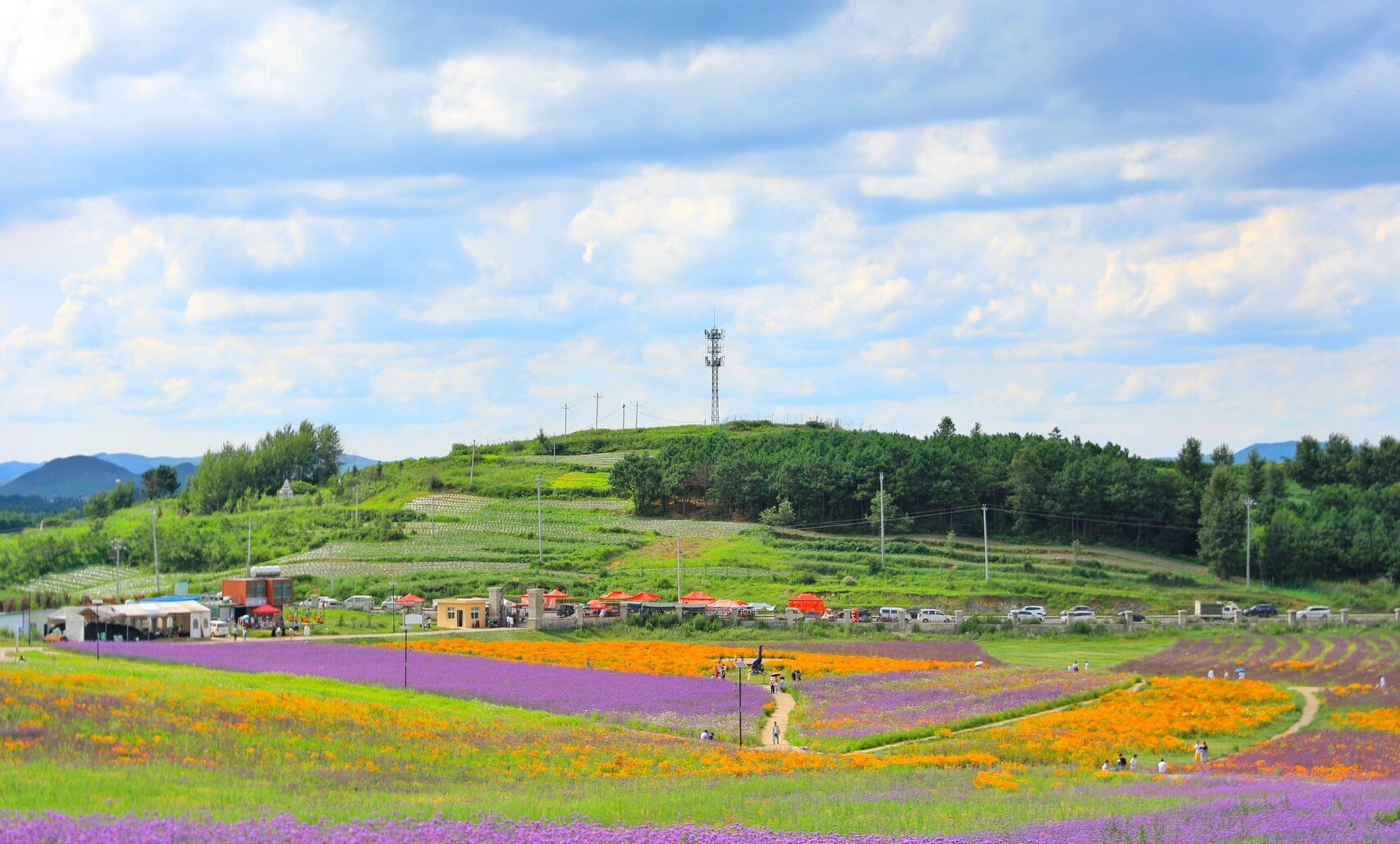威宁黔韵紫海 花开